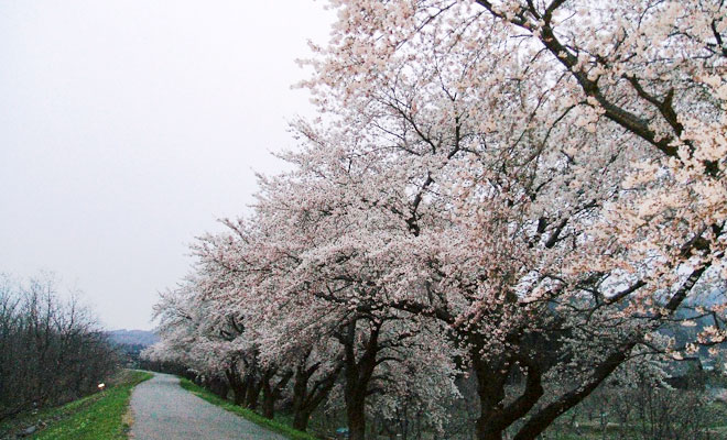 赤川の土手桜並木画像