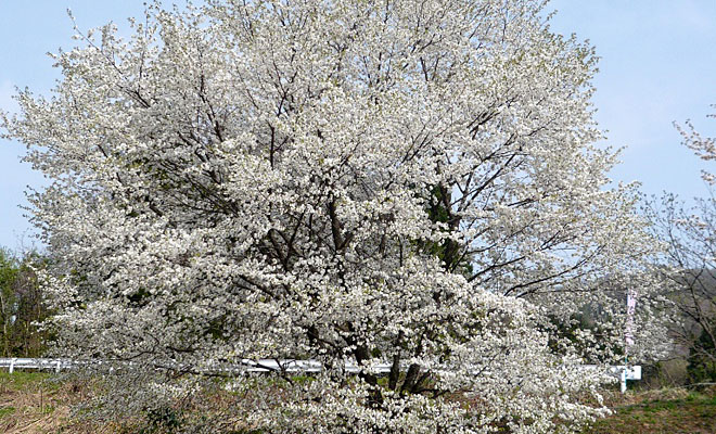 行沢の山桜画像